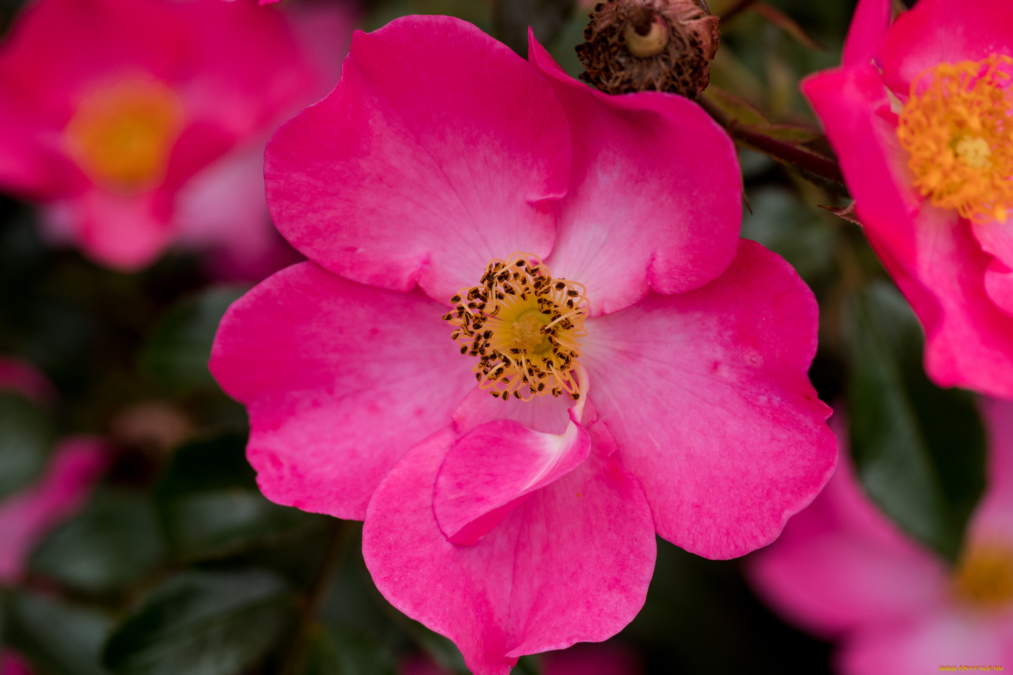 , , blossoms, bud, rose, , , , leaves, petals, , 